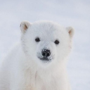 Avatar de ours_blanc