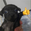 Avatar de rescuetime