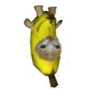 Avatar de Eiyzox le bani qui ban