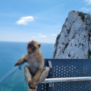 Avatar de greygoosemagnum