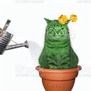 Avatar de Rebzyyx Fan 🖤 Nosi