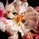 Avatar de smilingrose