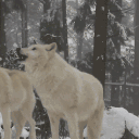 Avatar de Rémi - Kai'Bot