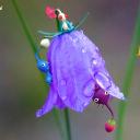 Avatar de Roi du Paff 🔫