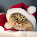 Avatar de Griffe de feu