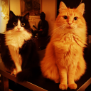 Avatar de levelingfrench