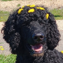 Avatar de runaway.4441