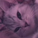 Avatar de Dr. Champiphion