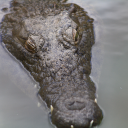 Avatar de n1troarnaud